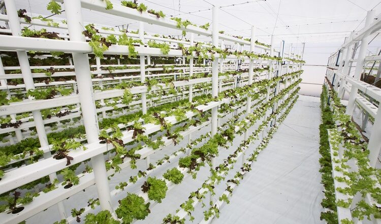 Vertical farming certification developed for sustainable operators